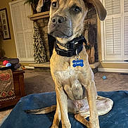 Henry joined the competition — help win amazing prizes! dog, pet, portrait, sitting, indoors, living_room, fireplace, collar, dog_tag, name_tag, brown_fur, floppy_ears, large_paws, serious_expression, blue_blanket, furniture, shutters, carpet, dog_toy, home_decor