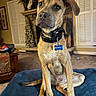 dog, pet, portrait, sitting, indoors, living_room, fireplace, collar, dog_tag, name_tag, brown_fur, floppy_ears, large_paws, serious_expression, blue_blanket, furniture, shutters, carpet, dog_toy, home_decor