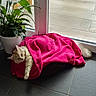 blanket, cat, cozy, domestic, door, feline, home, houseplant, indoor, nap, paw, pet, pink_blanket, plant_pot, relaxation, sleeping, sunlit, tail, tiled_floor, window