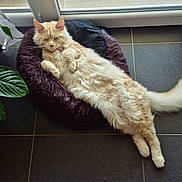 Papaye participe au concours pour gagner de l'argent avec cette photo : cat, cat_bed, cozy, cream_colored, ears, feline, floor_tiles, fluffy, houseplant, indoor, long_haired, napping, paws, pet, relaxed, sunlight, tail, tile_floor, whiskers, window