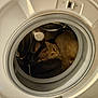 animal, appliance, cat, cozy, curious, cute, domestic, door, feline, hidden, home, indoor, looking, metal, pet, quiet, resting, round, small, washing_machine