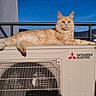 air_conditioner, balcony, blue_sky, building, cat, ears, feline, fur, ginger_cat, lounging, mitsubishi_electric, mountains, outdoor, paws, pet, railing, relaxing, shadow, sunny, whiskers