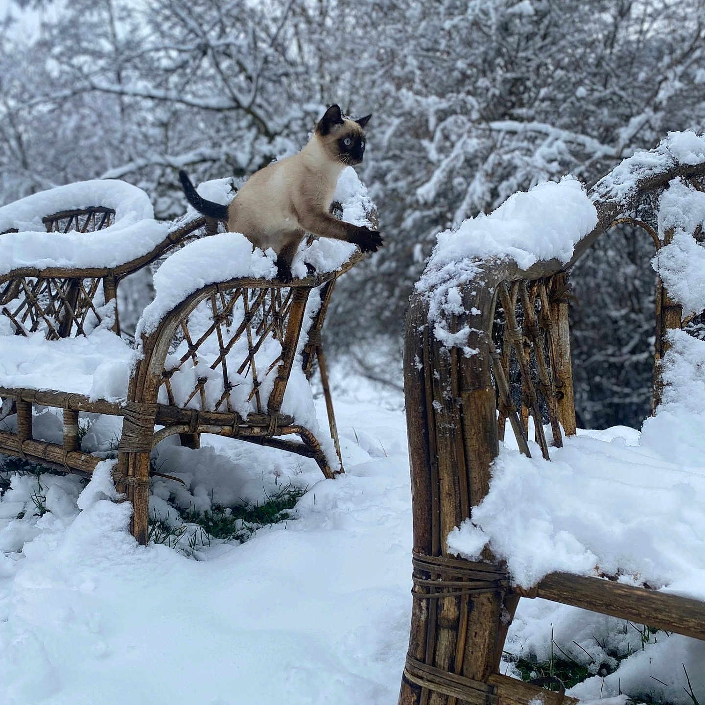 Prince a rejoint le concours — aidez-le/la à gagner de superbes lots ! animal, bench, canine, cat, dog, furniture, ice, land, nature, outdoors, pet, plant, scenery, snow, tree, vegetation, weather, winter, wood, woodland