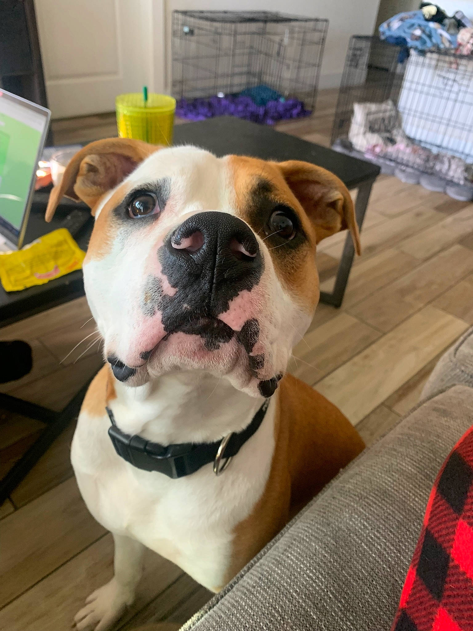 Henny joined the competition — help win amazing prizes! blue, canidae, carnivore, chair, collar, companion_dog, dog, dog_breed, dog_collar, fawn, flooring, pattern, plaid, snout, sporting_group, tartan, whiskers, window, working_animal, working_dog