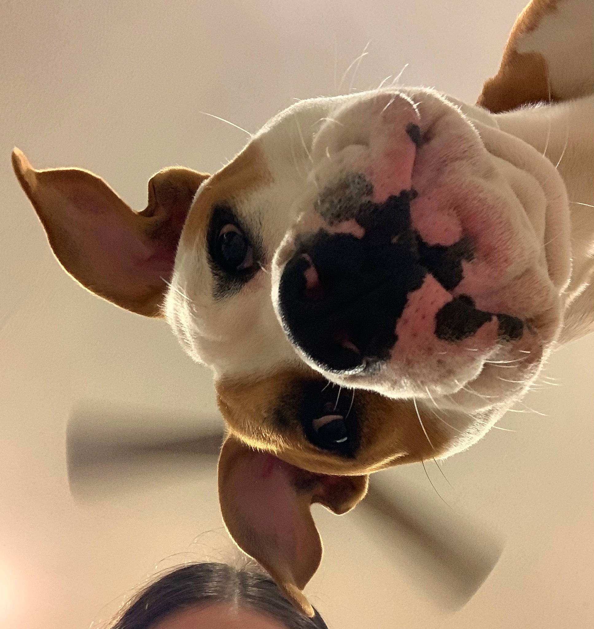Henny joined the competition — help win amazing prizes! bone, carnivore, collar, companion_dog, dog, dog_breed, dog_collar, ear, eyewear, fawn, glasses, goggles, head, jaw, snout, sunglasses, toy, vision_care, whiskers, working_animal