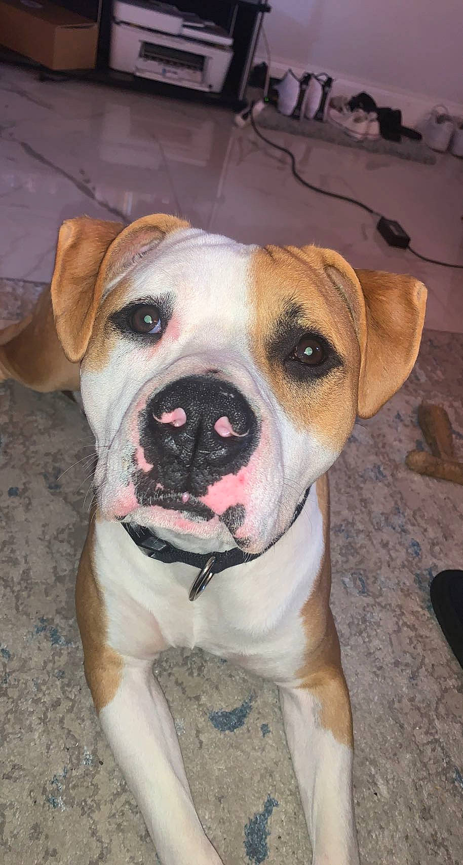 Henny is registered to the contest to win money with this photo: canidae, carnivore, companion_dog, dog, dog_breed, fawn, non_sporting_group, snout, sporting_group, whiskers, working_animal, working_dog, wrinkle