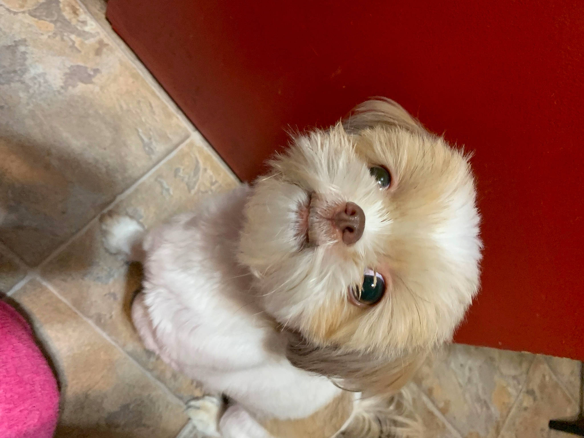 Cece is registered to the contest to win money with this photo: canidae, carnivore, companion_dog, dog, dog_breed, fawn, flooring, fur, hardwood, mal_shi, maltepoo, poodle_crossbreed, shih_poo, small_terrier, snout, sporting_group, terrier, toy_dog, wood, working_animal