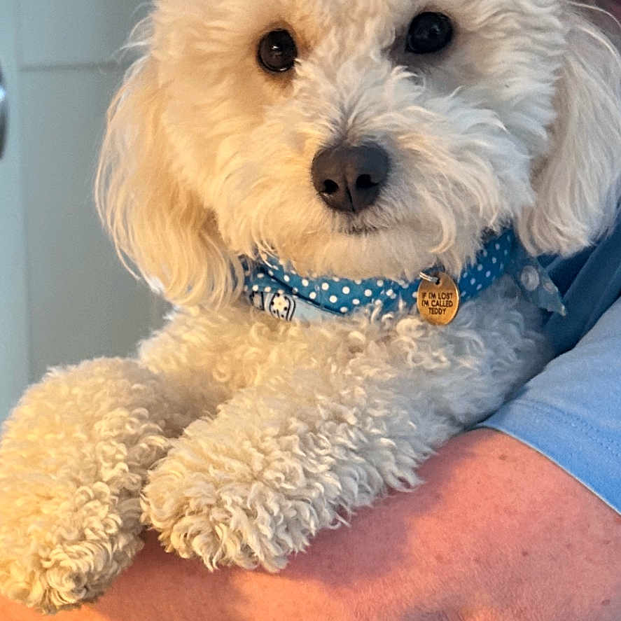 Teddy is registered to the contest to win money with this photo: animal, arm, blue_shirt, close_up, collar, companion, curly_fur, cute, dog, fluffy, friendly, holding, indoor, love, person, pet, polka_dot, table, white, wooden_table