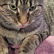 Eevee joined the competition — help win amazing prizes! cat, tabby, close_up, green_eyes, paws, fur, whiskers, pink_tongue, resting, indoor, fabric, purple, texture, pet, animal, cute, mischievous, portrait, feline, soft