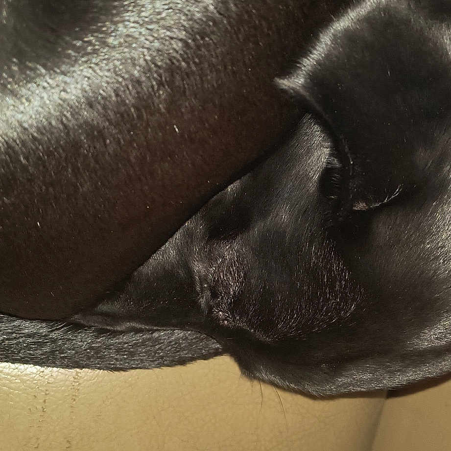 Cricket is registered to the contest to win money with this photo: art, comfort, dog_breed, foot, fur, grey, human_leg, marine_mammal, metal, monochrome_photography, sculpture, snout, sporting_group, statue, tail, terrestrial_animal, wrinkle