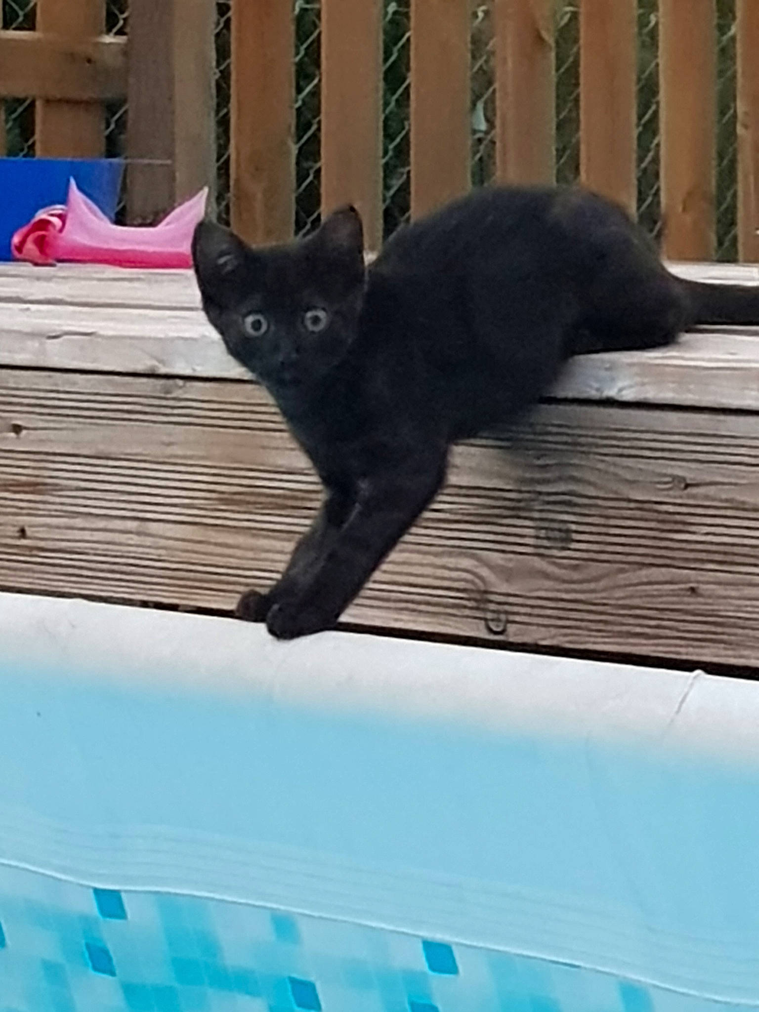 Pilou participe au concours pour gagner de l'argent avec cette photo : black, black_cat, bombay, british_shorthair, burmese, carnivore, cat, chartreux, domestic_short_haired_cat, felidae, kitten, korat, mammal, polydactyl_cat, russian_blue, small_to_medium_sized_cats, tail, whiskers