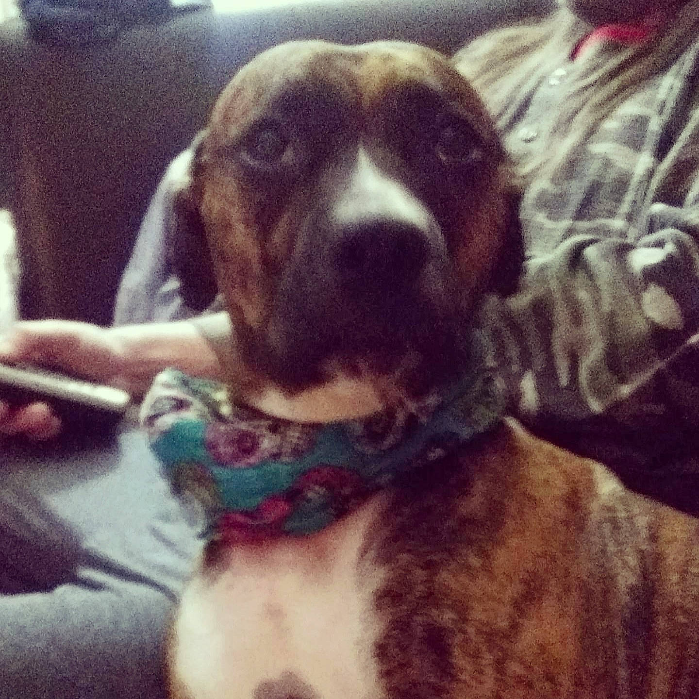 Joplin is registered to the contest to win money with this photo: beauty, canidae, carnivore, cloud, collar, comfort, companion_dog, dog, dog_breed, ear, fawn, fur, liver, pet_supply, puppy_love, snout, sporting_group, square, whiskers, working_animal