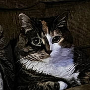 Karma joined the competition — help win amazing prizes! cat, tabby, close_up, pet, animal, whiskers, fur, eyes, resting, indoor, cozy, texture, fabric, cute, mammal, feline, portrait, relaxed, soft_light, domestic