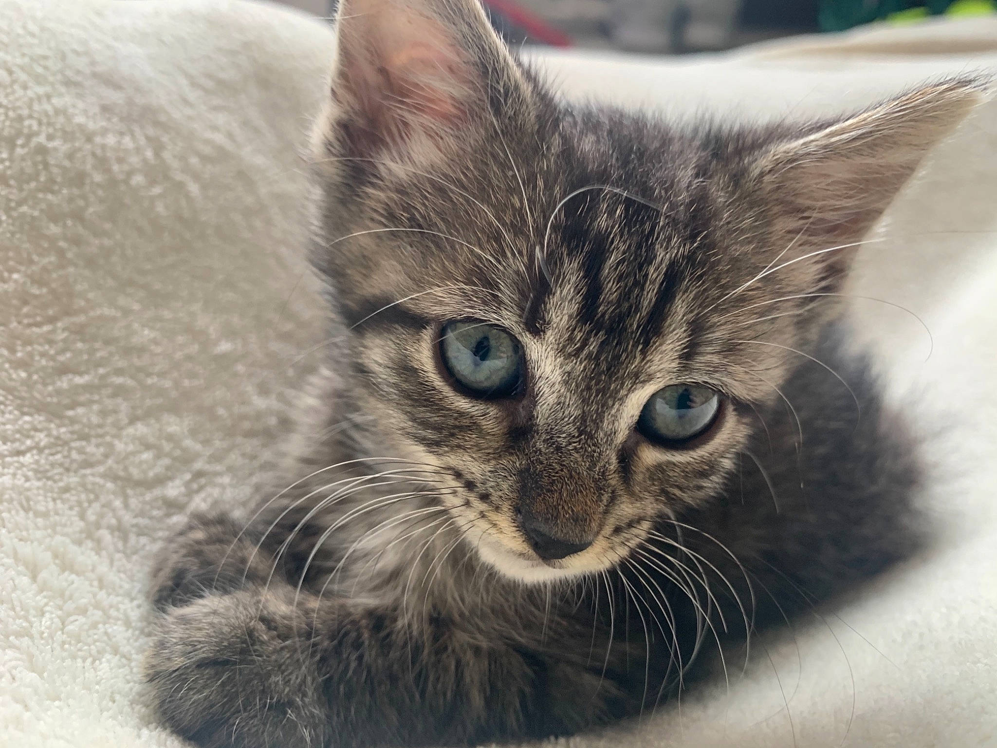 Carter joined the competition — help win amazing prizes! american_shorthair, asian, carnivore, cat, close_up, domestic_short_haired_cat, dragon_li, ear, european_shorthair, eye, felidae, fur, kitten, mammal, nose, ojos_azules, small_to_medium_sized_cats, snout, tabby_cat, whiskers