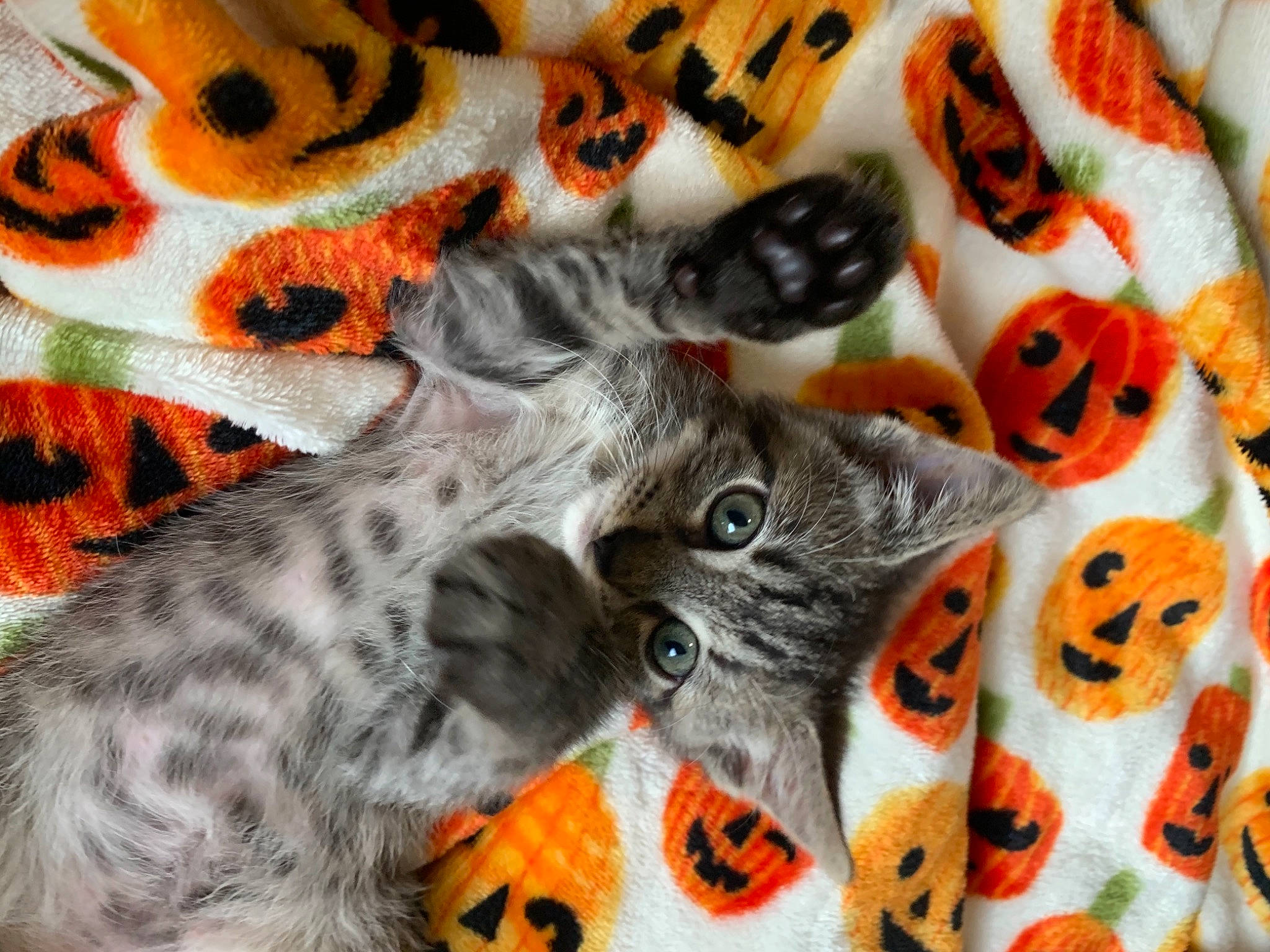 Carter joined the competition — help win amazing prizes! carnivore, cat, felidae, fur, kitten, small_to_medium_sized_cats, snout, tabby_cat, whiskers