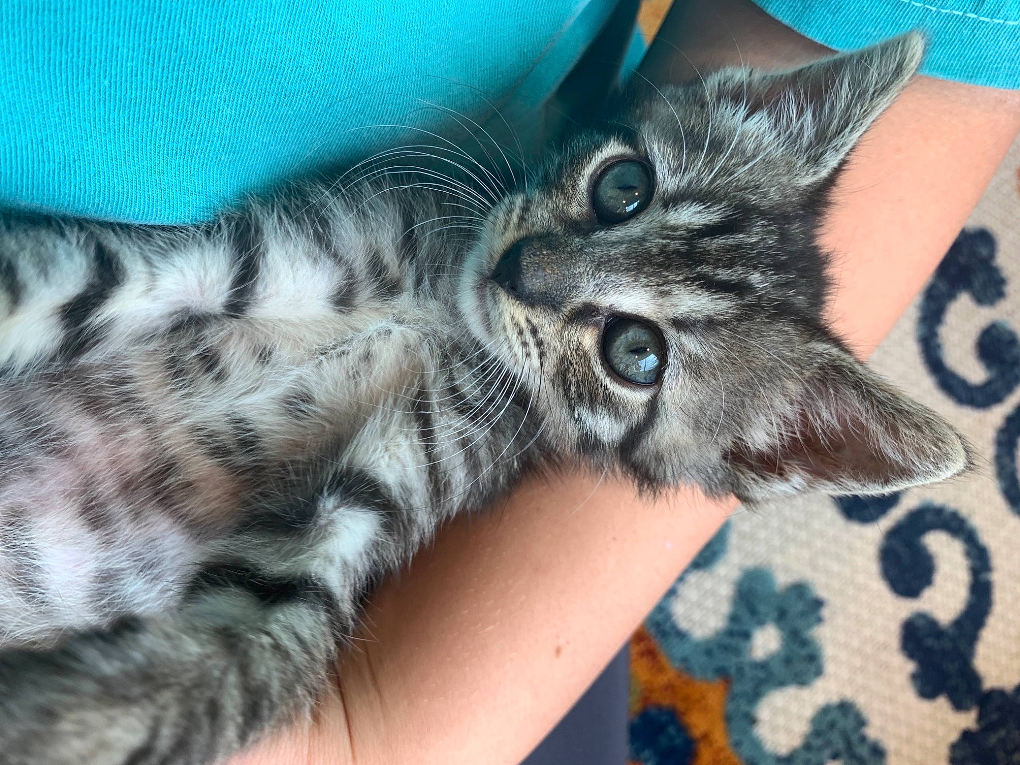 Carter is registered to the contest to win money with this photo: american_shorthair, asian, california_spangled, carnivore, cat, domestic_short_haired_cat, dragon_li, egyptian_mau, european_shorthair, felidae, fur, kitten, mammal, norwegian_forest_cat, pixie_bob, small_to_medium_sized_cats, tabby_cat, toyger, vertebrate, whiskers