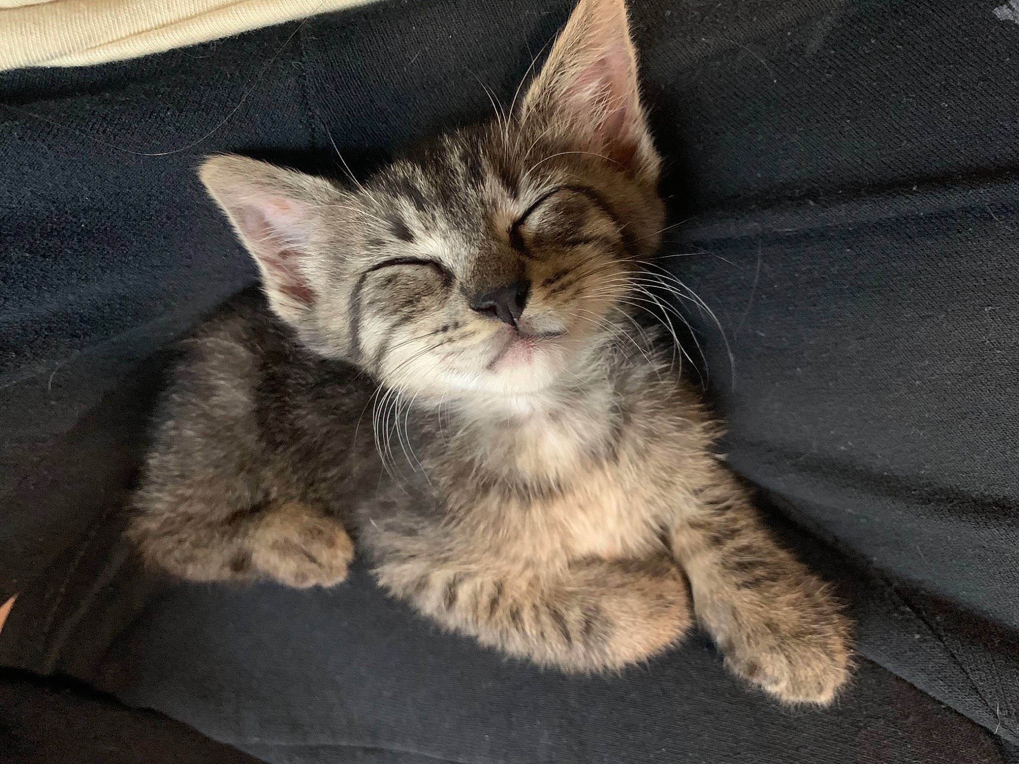 Carter joined the competition — help win amazing prizes! american_shorthair, american_wirehair, asian, australian_mist, california_spangled, carnivore, cat, domestic_short_haired_cat, dragon_li, egyptian_mau, european_shorthair, felidae, kitten, mammal, oriental_longhair, pixie_bob, small_to_medium_sized_cats, tabby_cat, vertebrate, whiskers