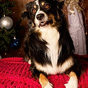 Orso participe au concours pour gagner de l'argent avec cette photo : dog, tricolor, amber_eyes, fur, lying_down, blanket, red_blanket, christmas_tree, ornaments, silver_ornament, blue_ornament, holiday, decorations, curtain, bow, warm_lighting, indoor, pet, cute, portrait