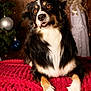 dog, tricolor, amber_eyes, fur, lying_down, blanket, red_blanket, christmas_tree, ornaments, silver_ornament, blue_ornament, holiday, decorations, curtain, bow, warm_lighting, indoor, pet, cute, portrait