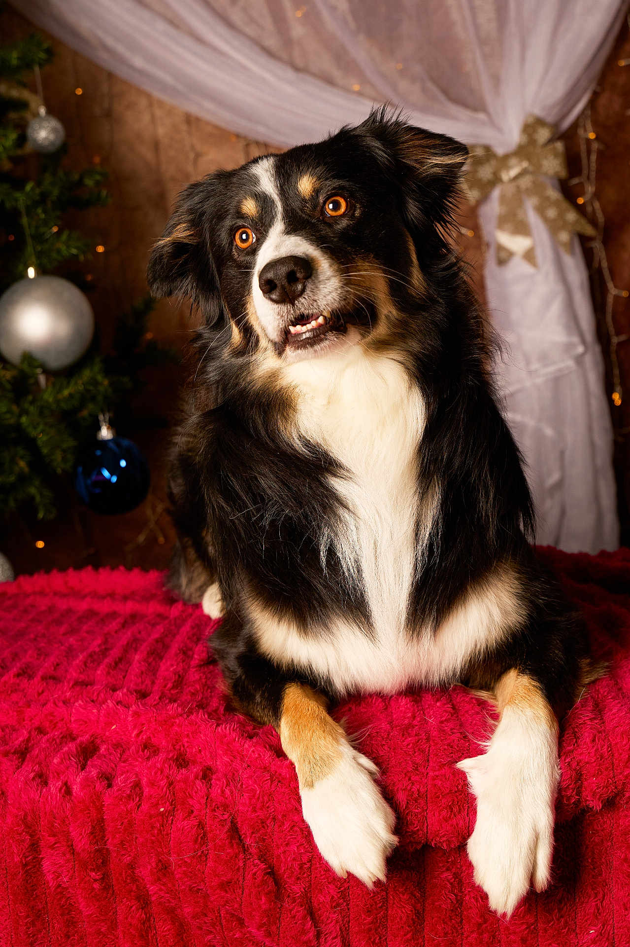 Orso participe au concours pour gagner de l'argent avec cette photo : dog, tricolor, amber_eyes, fur, lying_down, blanket, red_blanket, christmas_tree, ornaments, silver_ornament, blue_ornament, holiday, decorations, curtain, bow, warm_lighting, indoor, pet, cute, portrait