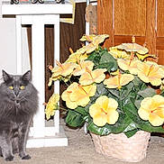 Tipsey is registered to the contest to win money with this photo: animal, cat, flower, flowerarrangement, flowerbouquet, geranium, hardwood, jar, kitten, leaf, machine, pet, petal, plant, planter, pottedplant, pottery, vase, wheel, wood