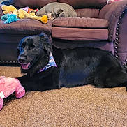 Bella joined the competition — help win amazing prizes! bandana, black_dog, carpet, couch, dog, dog_face, fur, happy, home, indoor, laid_down, living_room, pet, pink_toy, plush_toy, relaxed, sofa, stuffed_animal, tongue_out, toy