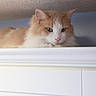 Mingming is registered to the contest to win money with this photo: cat, orange_cat, white_cat, fluffy, indoor, cabinet, furniture, curious, pet, animal, mammal, resting, closeup, portrait, home, looking_down, ears, whiskers, pink_nose, feline