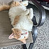 Mingming joined the competition — help win amazing prizes! cat, orange_cat, white_cat, fluffy, relaxed, chair, outdoor_chair, paws, fur, pet, animal, lying_down, carpet, texture, feline, pet_indoor, resting, whiskers, ears, nose