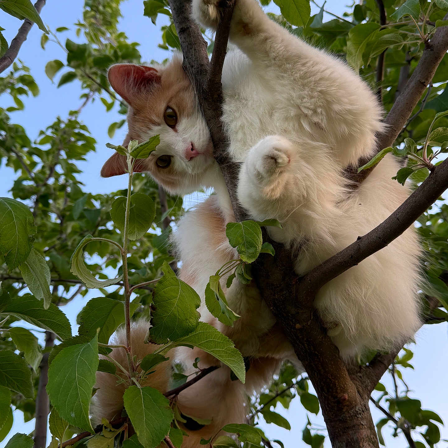 Mingming joined the competition — help win amazing prizes! cat, animal, tree, leaves, branch, outdoor, nature, pet, fur, orange, white, climbing, cute, curious, sky, green, closeup, wildlife, playful, mammal