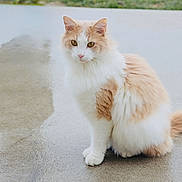 Mingming joined the competition — help win amazing prizes! cat, fluffy, white, orange, sitting, wet_surface, concrete, outdoor, animal, pet, feline, looking_at_camera, calm, curious, fur, tail, ears, whiskers, natural_light, blurred_background