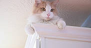 Mingming joined the competition — help win amazing prizes! cat, fluffy, cream_color, white, pet, indoor, cabinet, furniture, curious, animal, mammal, domestic, paws, ears, face, whiskers, closeup, looking, resting, household