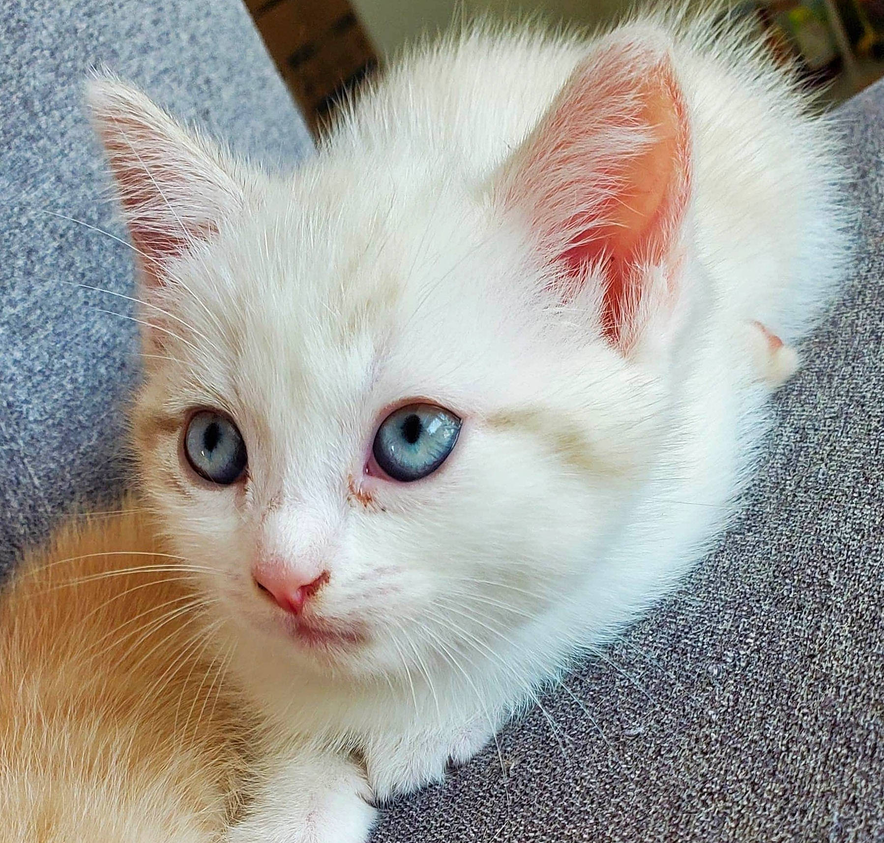 Cajoline participe au concours pour gagner de l'argent avec cette photo : aegean_cat, asian, asian_semi_longhair, carnivore, cat, domestic_short_haired_cat, ear, eye, felidae, fur, iris, khao_manee, kitten, mammal, nose, small_to_medium_sized_cats, turkish_angora, turkish_van, vertebrate, whiskers