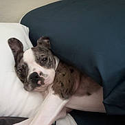 Bruno is registered to the contest to win money with this photo: dog, blanket, pillow, bed, sleepy, resting, cozy, indoor, pet, animal, fur, white, brown, black, stretching, relaxed, companion, cute, snug, human_arm