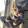 animal, bell, cat, cat_hammock, closeup, collar, curious, cute, ears, feline, fur, indoor, kitten, pet, playful, sunlight, tongue, whiskers, window, young