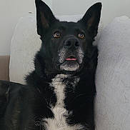 Onyx participe au concours pour gagner de l'argent avec cette photo : dog, black_dog, white_fur, sitting, couch, indoor, pet, animal, alert, ears_up, tongue_out, fur, closeup, domestic_animal, companion, canine, household, relaxed, brown_eyes, white_chest