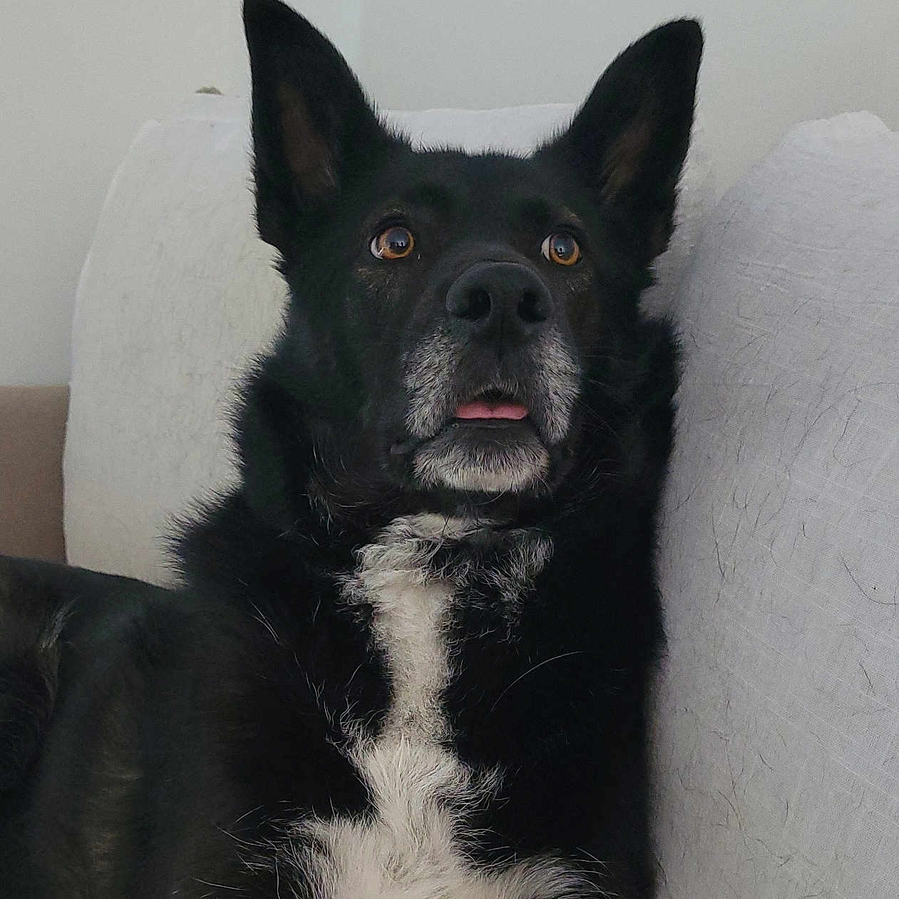 Onyx participe au concours pour gagner de l'argent avec cette photo : alert, animal, black_dog, brown_eyes, canine, closeup, companion, couch, dog, domestic_animal, ears_up, fur, household, indoor, pet, relaxed, sitting, tongue_out, white_chest, white_fur