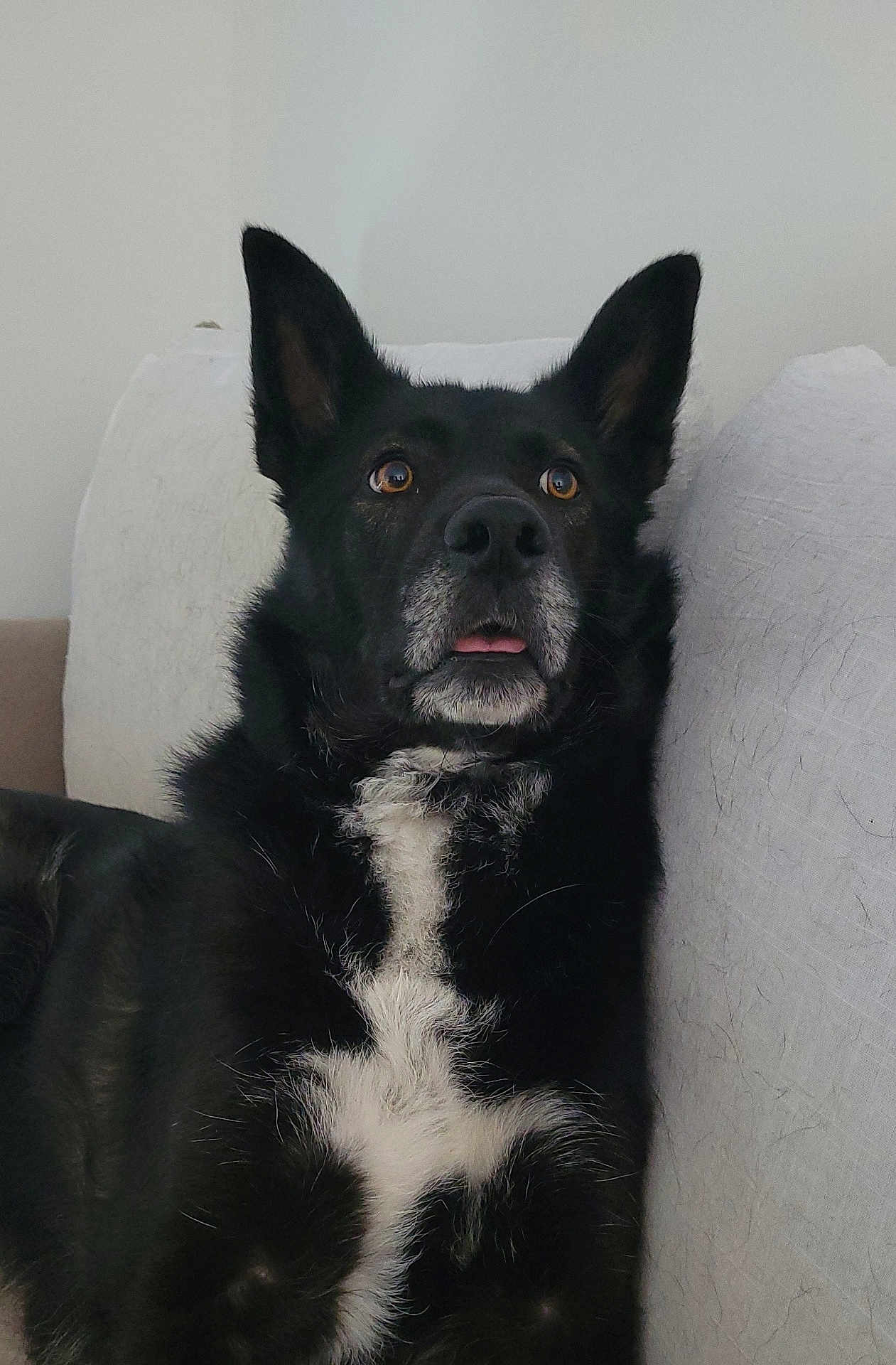 Onyx participe au concours pour gagner de l'argent avec cette photo : dog, black_dog, white_fur, sitting, couch, indoor, pet, animal, alert, ears_up, tongue_out, fur, closeup, domestic_animal, companion, canine, household, relaxed, brown_eyes, white_chest