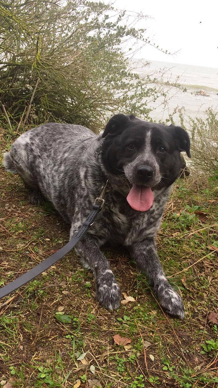 Geisha participe au concours pour gagner de l'argent avec cette photo : alaunt, canidae, carnivore, catahoula_bulldog, cimarron_uruguayo, dog, dog_breed, dogo_sardesco, hunting_dog, louisiana_catahoula_leopard_dog, mammal, perro_de_presa_canario, rafeiro_do_alentejo, rare_breed_dog, sporting_group, vertebrate