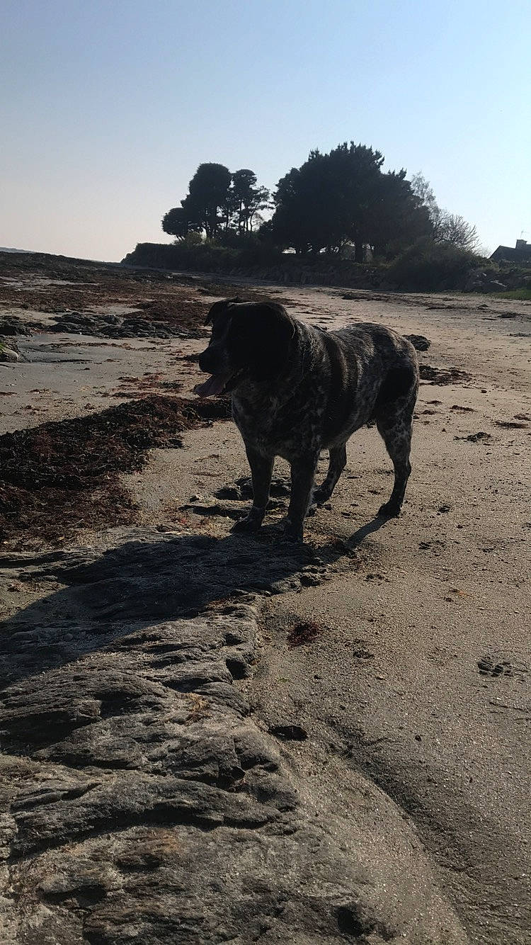 Geisha a rejoint le concours — aidez-le/la à gagner de superbes lots ! beach, canidae, carnivore, coast, dog, dog_breed, rock, sand, sea, sky, soil, sporting_group, vacation