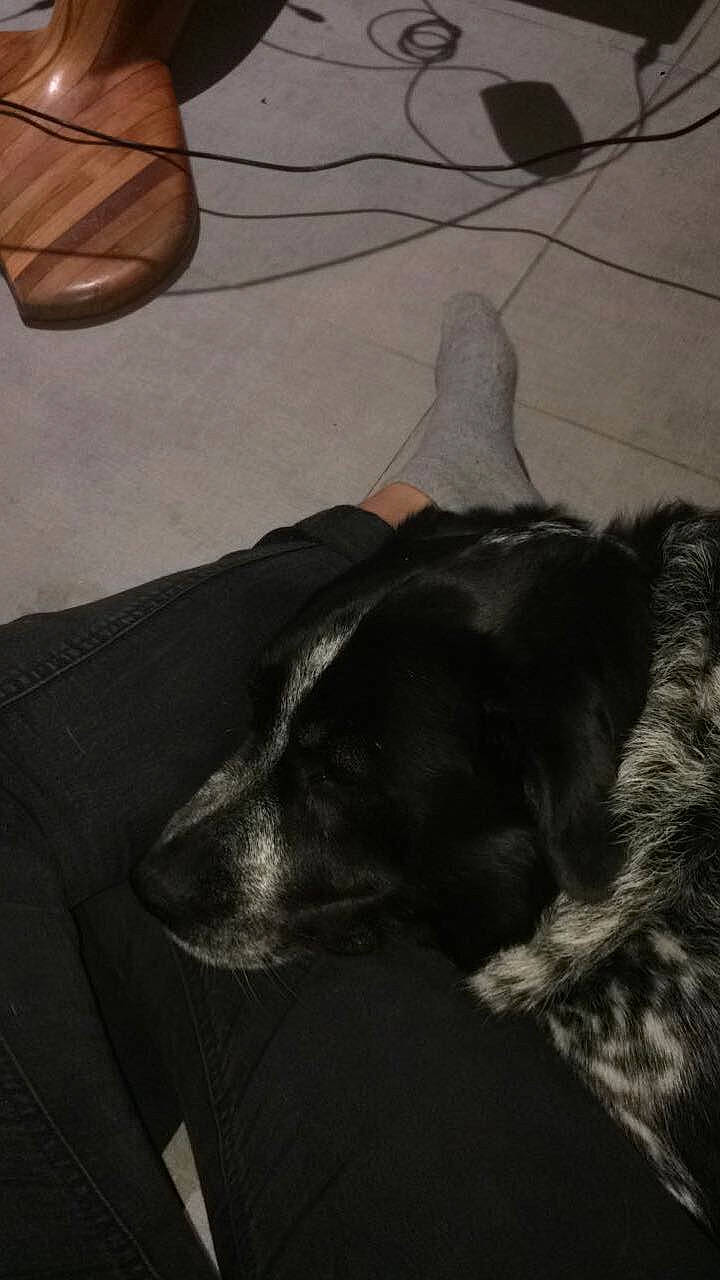 Geisha participe au concours pour gagner de l'argent avec cette photo : black, canidae, dobermann, dog_breed, floor, fur, guard_dog, labrador_retriever, leather, sporting_group, tail