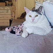Angelbaby joined the competition — help win amazing prizes! cat, white_cat, gray_cat, plush_toy, blanket, couch, indoor, furniture, vintage, decor, lamp, pillow, relaxed, pet, animal, cozy, resting, soft, green_eyes, domestic_cat