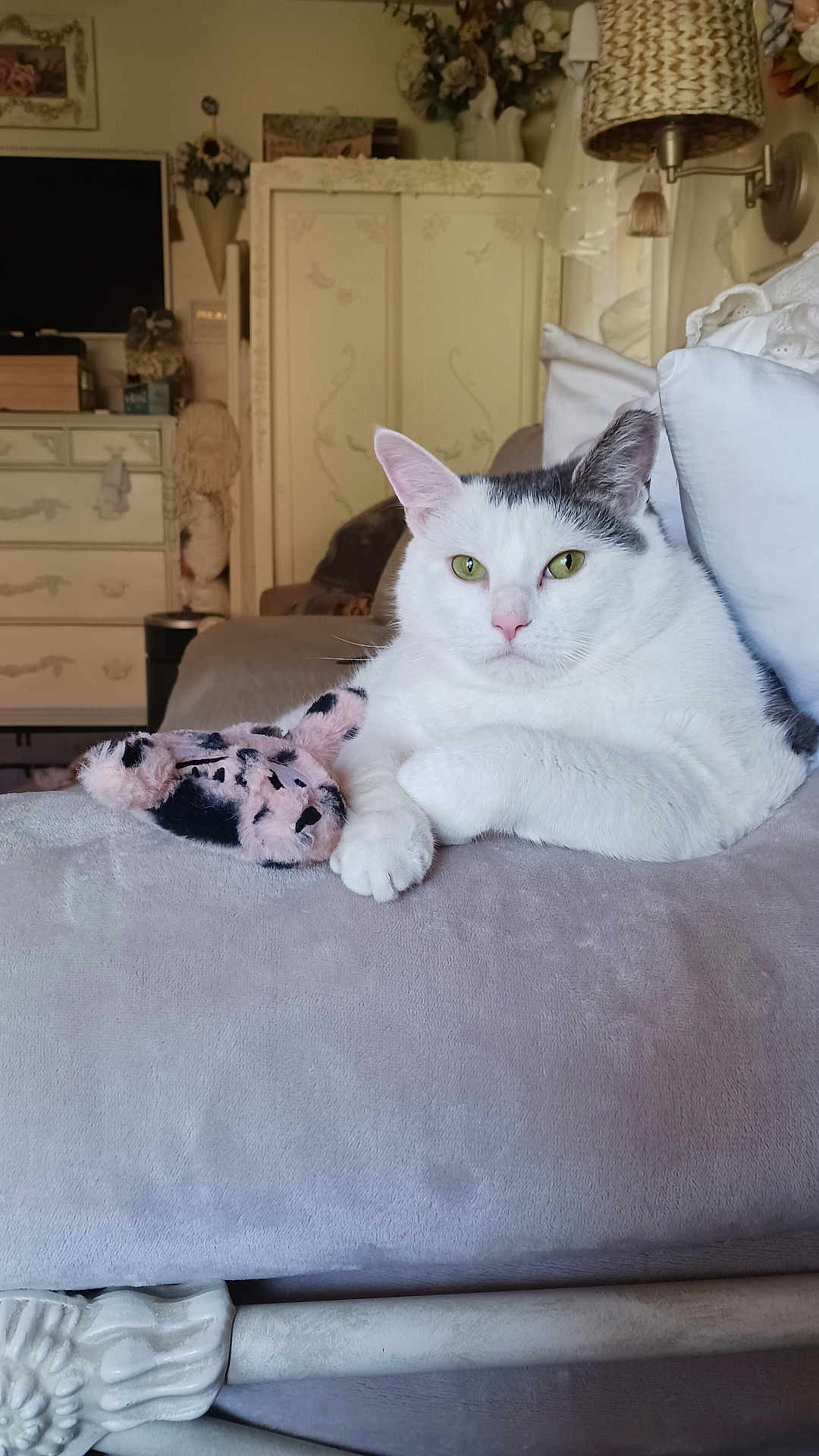 Angelbaby joined the competition — help win amazing prizes! cat, white_cat, gray_cat, plush_toy, blanket, couch, indoor, furniture, vintage, decor, lamp, pillow, relaxed, pet, animal, cozy, resting, soft, green_eyes, domestic_cat
