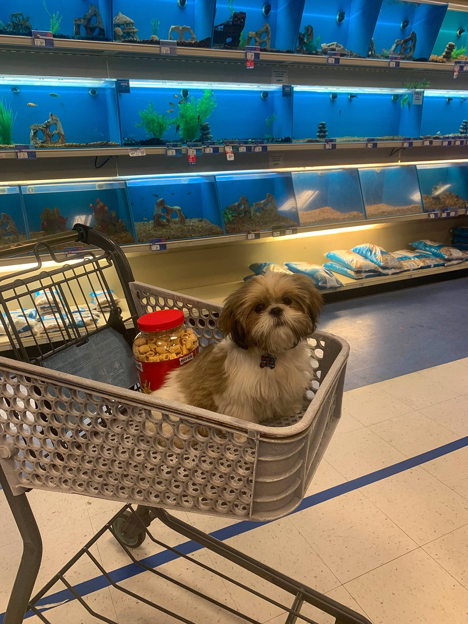 Oakley is registered to the contest to win money with this photo: canidae, carnivore, companion_dog, dog, dog_breed, fawn, lhasa_apso, puppy, shih_tzu, sporting_group, toy_dog, vehicle