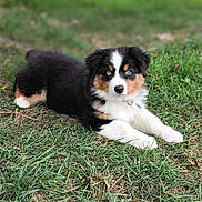 Aïka a rejoint le concours — aidez-le/la à gagner de superbes lots ! puppy, dog, grass, outdoor, animal, tricolor, blue_eyes, laying_down, cute, fluffy, pet, nature, young_dog, canine, fur, collar, alert, resting, ground, summer