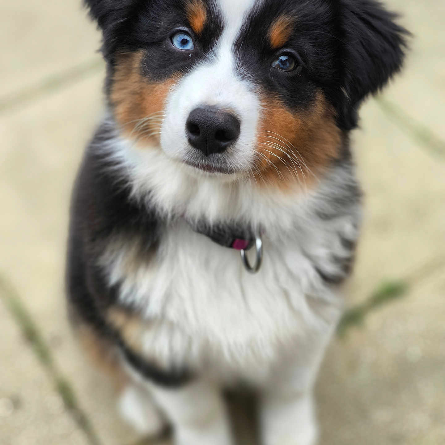 Aïka a rejoint le concours — aidez-le/la à gagner de superbes lots ! animal, black_fur, blue_eye, brown_fur, canine, collar, cute, dog, fluffy, fur, looking_up, outdoor, pavement, pet, portrait, puppy, sitting, tricolor, white_fur, young_dog