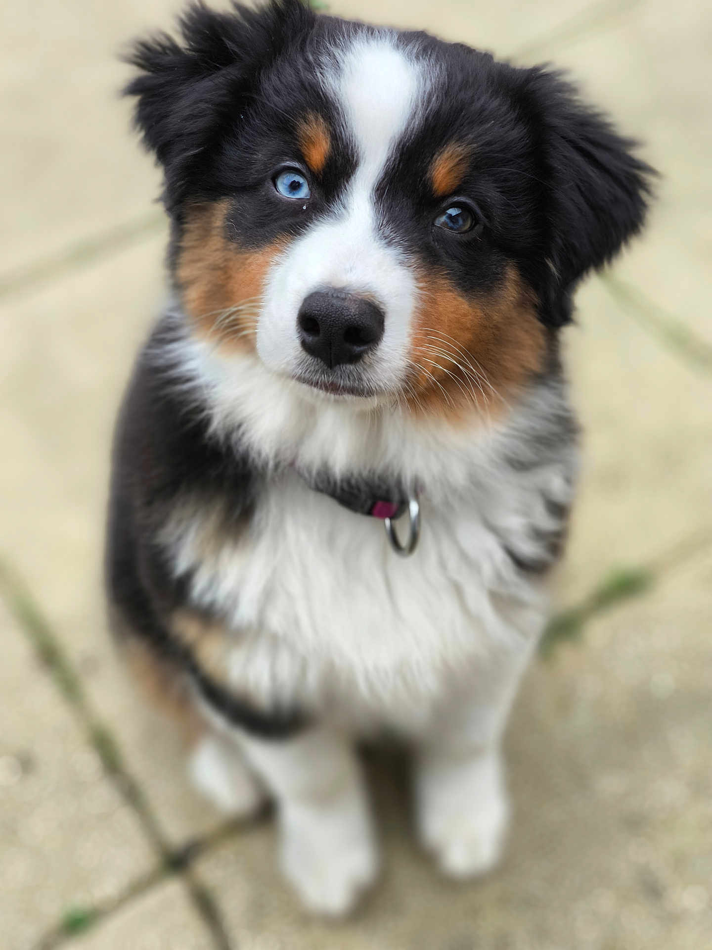 Aïka a rejoint le concours — aidez-le/la à gagner de superbes lots ! puppy, dog, tricolor, blue_eye, black_fur, white_fur, brown_fur, fluffy, collar, pet, sitting, outdoor, pavement, cute, young_dog, portrait, animal, fur, canine, looking_up