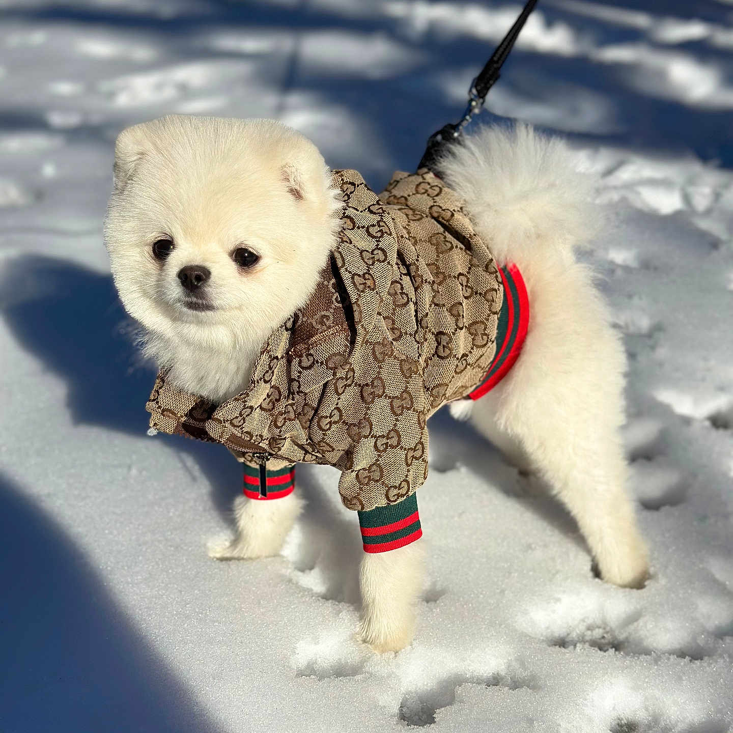 Prince Sanchez is registered to the contest to win money with this photo: animal, apparel, cold_weather, cute, daylight, dog, fashion, fur, leash, outdoor, pet, pet_clothing, pomeranian, shadow, small_dog, snow, standing, sunny, white_dog, winter