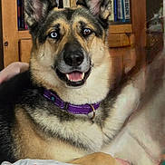 Luna joined the competition — help win amazing prizes! dog, german_shepherd, heterochromia, blue_eye, brown_eye, collar, pet, smiling, indoor, blanket, bookshelf, books, wooden_furniture, paw, resting, cute, animal, fur, portrait, cozy