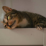 Pooki a rejoint le concours — aidez-le/la à gagner de superbes lots ! cat, claws, close_up, countertop, curious, ear, feline, fur, green_eyes, head, indoor, looking_up, minimal_background, paw, portrait, resting, shelf, tabby, whiskers, white_chest