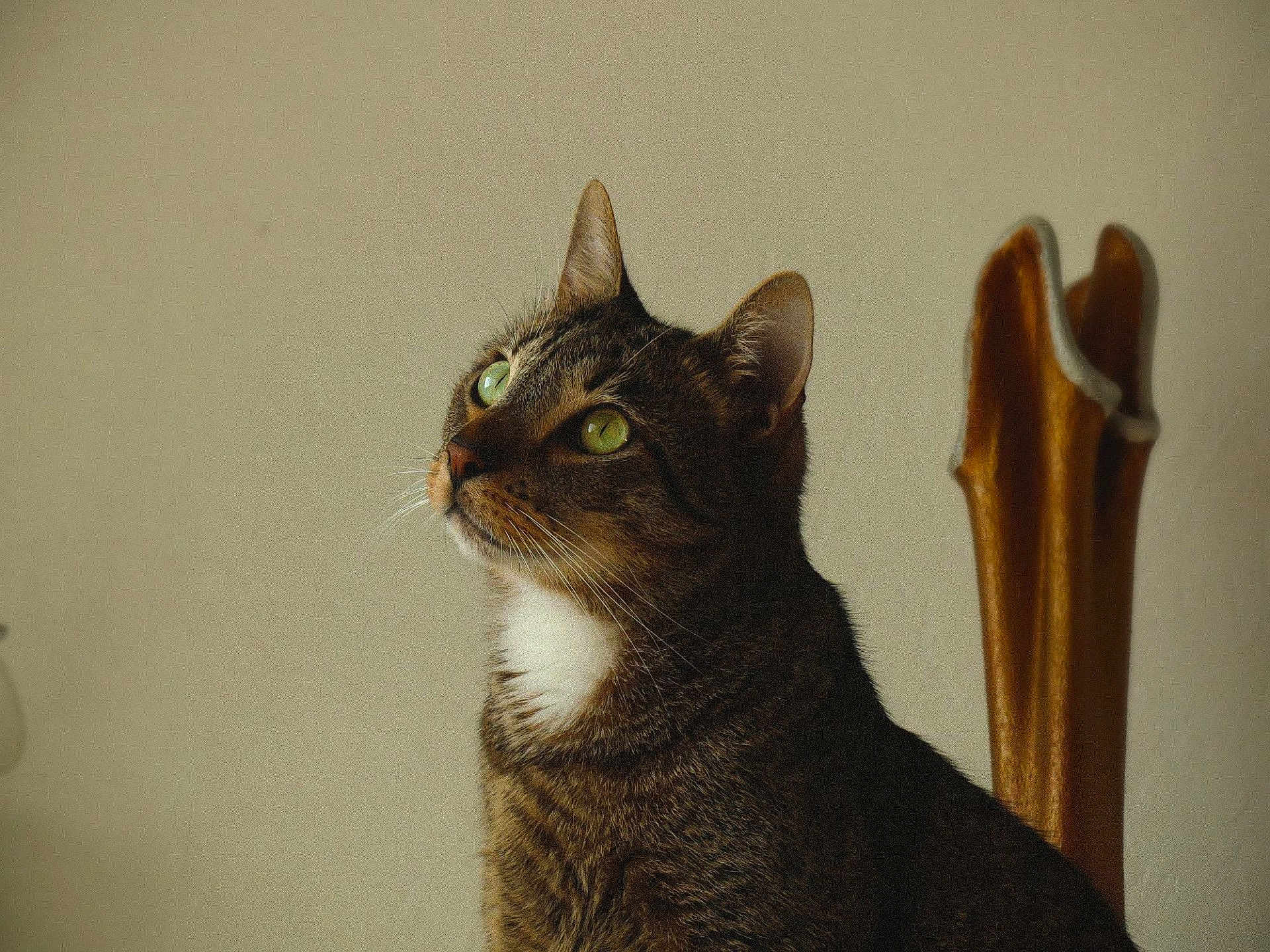 Pooki a rejoint le concours — aidez-le/la à gagner de superbes lots ! cat, tabby_cat, pet, portrait, green_eyes, whiskers, ears, fur, chair, wooden_chair, domestic_animal, looking_up, indoor, soft_light, close_up, animal_portrait, curious, calm, sitting, vintage_tone
